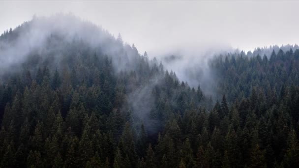 霧がスプルースの森、冷たい雨の天気の上に流出します。FHD - 映像、動画