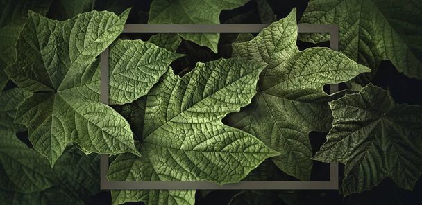 Фоторамка с естественными зелеными листьями на темном фоне.. - Фото, изображение
