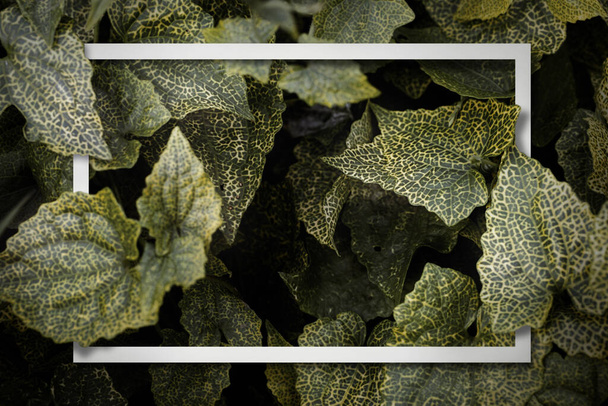 Marco de fotos con hojas verdes naturales en fondo oscuro.Hojas tropicales bosque fondo de pantalla. - Foto, imagen