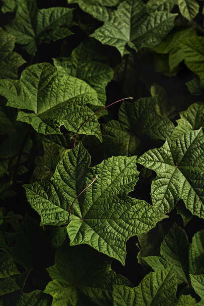 Green leaves in dark background.Tropical leaves forest wallpaper. - Фото, изображение