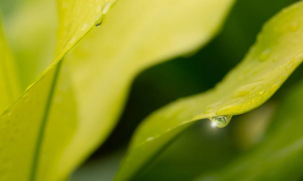 Dew droplets on green leaves - Foto, Imagem