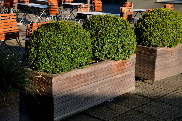evergreen shrub or tree with small leaves, native to the Mediterranean. It is cut into the shape of a green ball in a wooden barrel pot. metal lattice floor - Photo, image
