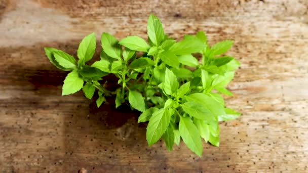 Aromatic herb, kitchen spice, a basil plant on wooden background - Imágenes, Vídeo
