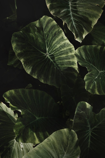 Zöld levelek (Colocasia gigantea / óriás elefánt fül / indiai taro) háttér. - Fotó, kép