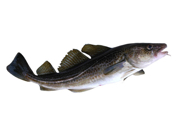 codfish - Foto, Imagen