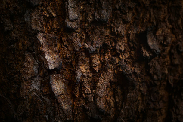 Detalle de la corteza del árbol quemado.Fondo de fotografía macro. - Foto, imagen