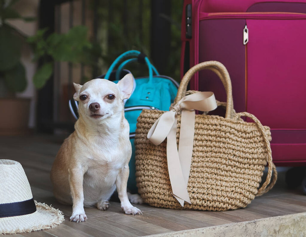 Portrait of brown short hair chihuahua dog sitting with woven bag, blue backpack , pink suitcase and straw hat, looking at camera. Travel with pets concept. - Foto, Bild