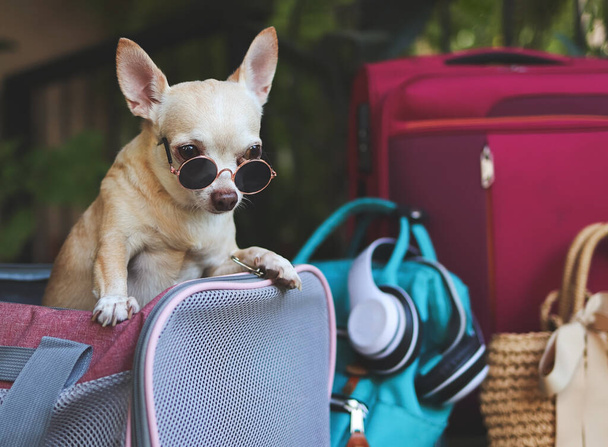 Портрет коричневых коротких волос чихуахуа собака в солнцезащитных очках, стоя в дорожной сумке носителя с туристическими аксессуарами, готовы к путешествию. Безопасное путешествие с животными. - Фото, изображение