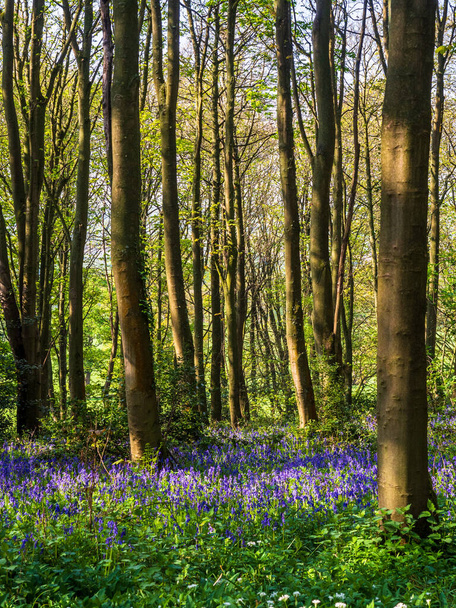 A Spring morning in an English woodland and a path winds its way past a carpet of Bluebells  - Фото, изображение