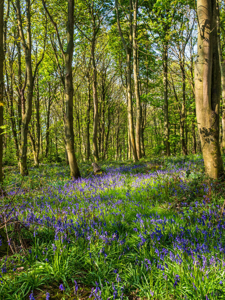 Ein Frühlingsmorgen in einem englischen Wald und ein Pfad schlängelt sich an einem Teppich aus Blauglocken vorbei  - Foto, Bild