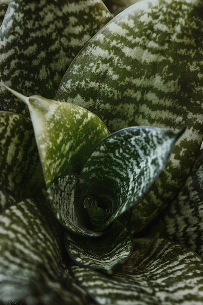 Sansevieria trifasciata of hennep met viperboog, slangenplant. - Foto, afbeelding