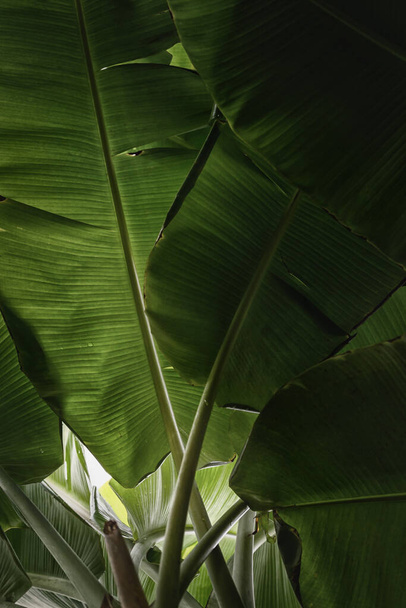 Green banana leaves in nature,color toned. - 写真・画像