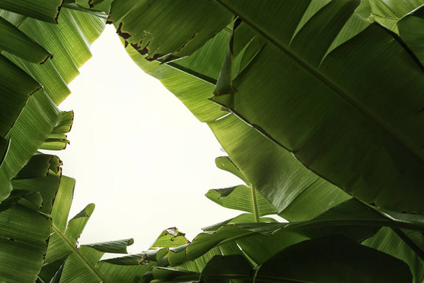 Green banana leaves in nature,color toned. - 写真・画像