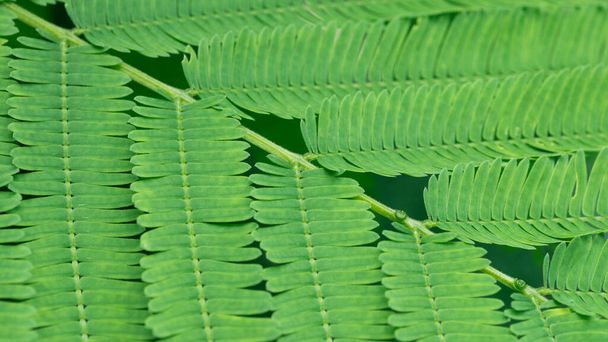 Green leaf texture on natural light background. Ecology wallpaper. - Fotografie, Obrázek