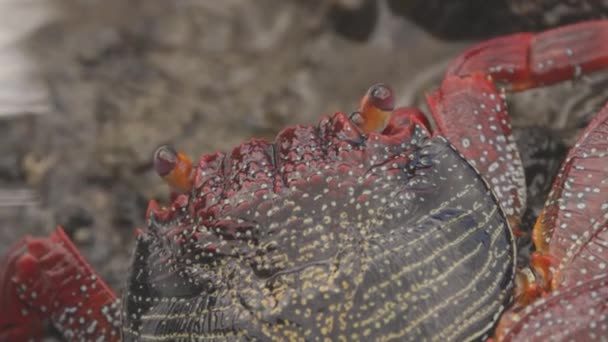 Sluiten van rode krabben op rotsen - Video