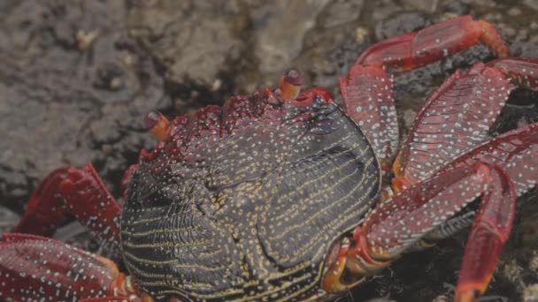 Close up of red crabs on rocks - Imágenes, Vídeo