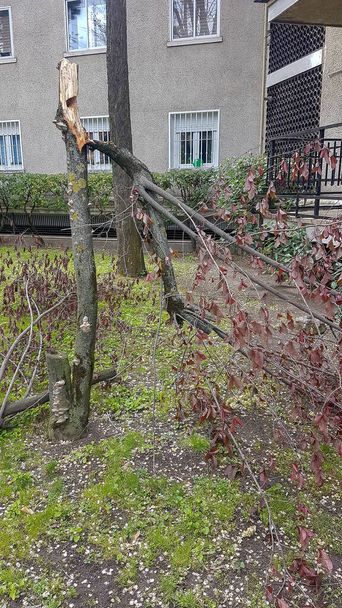 tree broken by the strong wind - Foto, Imagen