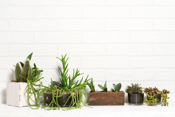 Pots with mixed succulent plants againts white wall - Φωτογραφία, εικόνα