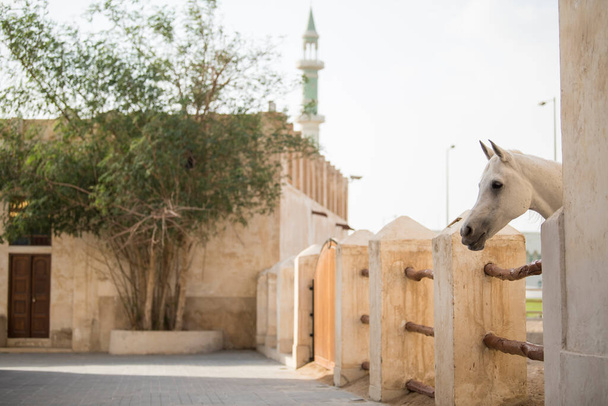 Doha, Katar, 1. Mai 2022: Blick auf arabisches Pferd im alten Markt Souk Waqif in Doha, Katar. - Foto, Bild