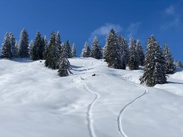 Wonderful winter hiking trails and traces on the slopes of the Alpstein mountain range and in the fresh alpine snow cover of the Swiss Alps, Nesslau - Obertoggenburg, Switzerland (Schweiz) - Foto, Imagem