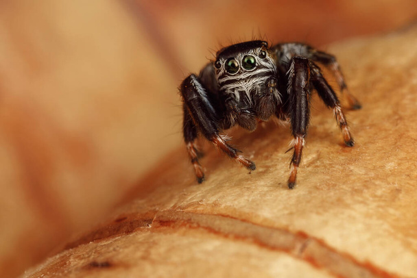 Marco shoot of hairy, black jumping spider who sits on birch tree peel and posing - Foto, afbeelding