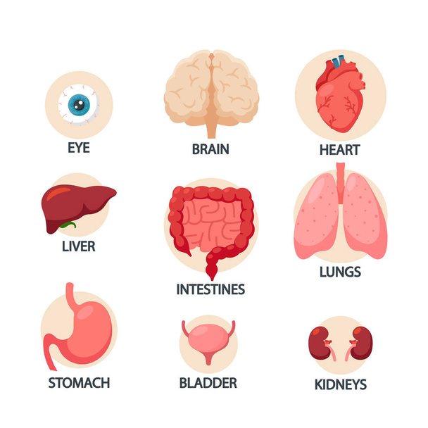 Órganos del cuerpo humano Infografías, ojos, corazón, hígado y estómago, vejiga, cerebro, pulmones o riñón con intestinos - Vector, imagen