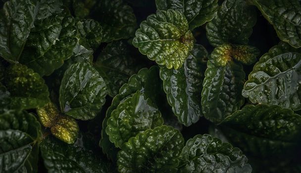 Lähikuva vihreä greeping Charlie (Pilea nummulariifolia) lähtee taustalle.Makro valokuvaus. - Valokuva, kuva