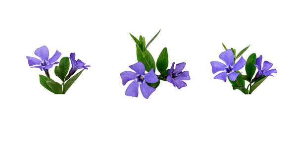 Set of delicate blooming periwinkle flowers isolated on white background. - Foto, Bild