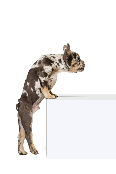 Güzel şirin bir köpeğin portresi, arka ayakları üzerinde duran bir Fransız Bulldog köpeği, beyaz stüdyo arka planında izole edilmiş poz veriyor. Dikkatli bak. - Fotoğraf, Görsel