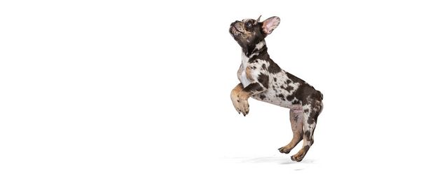 Fransız Bulldog 'un oynadığı şirin bir köpeğin portresi, beyaz stüdyo arka planında izole bir şekilde zıplamak. El ilanı - Fotoğraf, Görsel