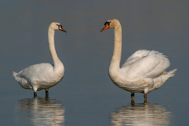 Two Mute Swans (Cygnus olor). Two beautiful white mating swans at sunrise.  Gelderland in the Netherlands. - Foto, Bild