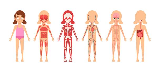 Girl Skeleton, Internal Organs, Circulatory, Muscular, Digestive and Nervous Anatomy Systems. Anatomical Structures - Vetor, Imagem