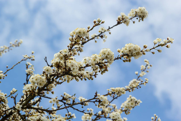 Wild white plum blossoms close up in a forest on a sunny spring day. Species Prunus cerasifera aka cherry plum or myrobalan plum. - Photo, Image
