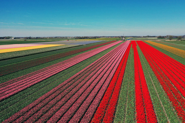 Drone photo of a beautiful flower landscape with tulips in the Dutch spring. The contrasting colors will make you happy. - Foto, imagen