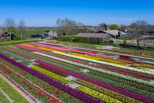 Drone foto de uma bela paisagem de flores com tulipas na primavera holandesa. As cores contrastantes vão fazer você feliz. - Foto, Imagem