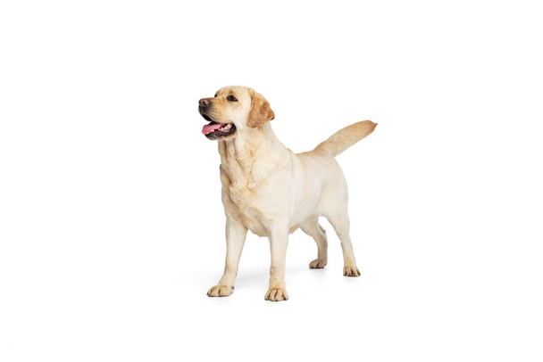 Portrait of adorable Labrador Retriever posing isolated on white studio background. Concept of motion, action, pets love, dynamic. - Fotoğraf, Görsel