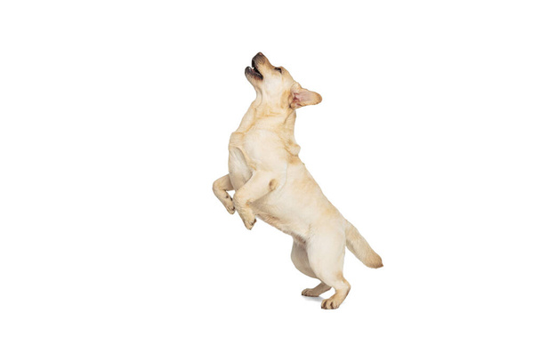 Studio shot of cute dog, cream color Labrador Retriever isolated on white studio background. Concept of motion, action, pets love, dynamic. - Foto, Imagem