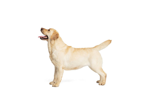 Portrait of adorable Labrador Retriever posing isolated on white studio background. Concept of motion, action, pets love, dynamic. - Foto, imagen