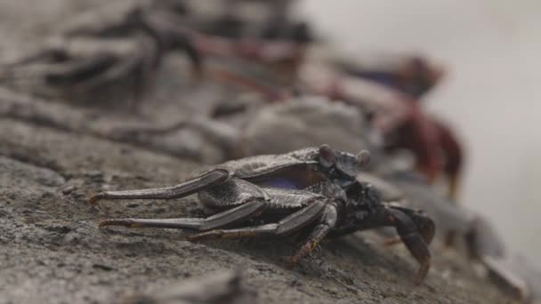 Sluiten van rode krabben op rotsen - Video