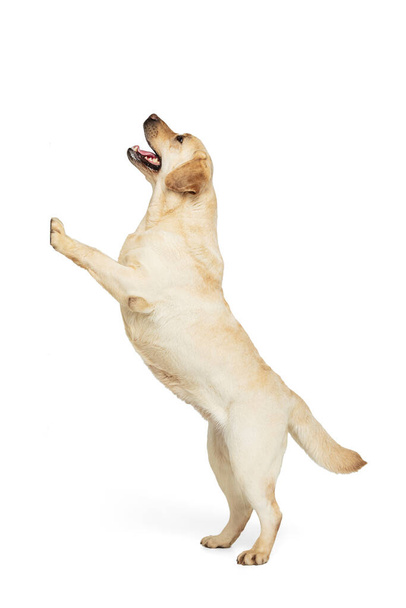 Ritratto di adorabile Labrador Retriever in posa isolata su sfondo bianco da studio. Concetto di movimento, azione, animali domestici amore, dinamica. - Foto, immagini