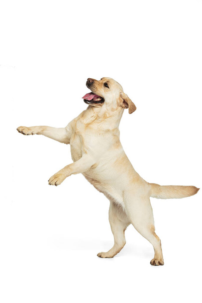 Studio shot of cute dog, cream color Labrador Retriever isolated on white studio background. Concept of motion, action, pets love, dynamic. - Фото, изображение