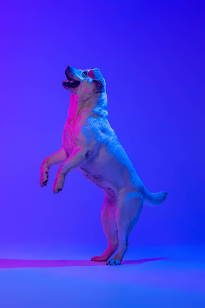 Portrait of beautiful golden Labrador, purebred dog posing isolated on bright blue studio background in neon. Concept of animal, pets, beauty, fashion - Photo, Image