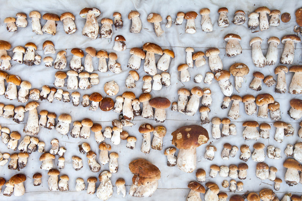 Pilze auf Decke - Foto, Bild