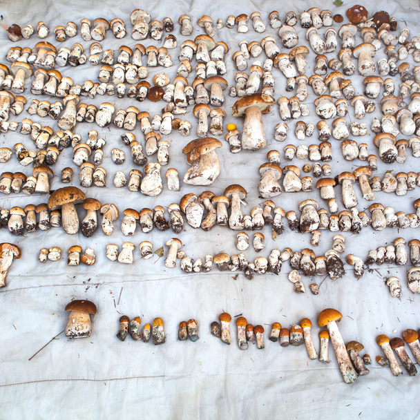 Cogumelos em cobertor
 - Foto, Imagem