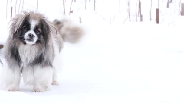 A small breed dog wagging its tail. - Video