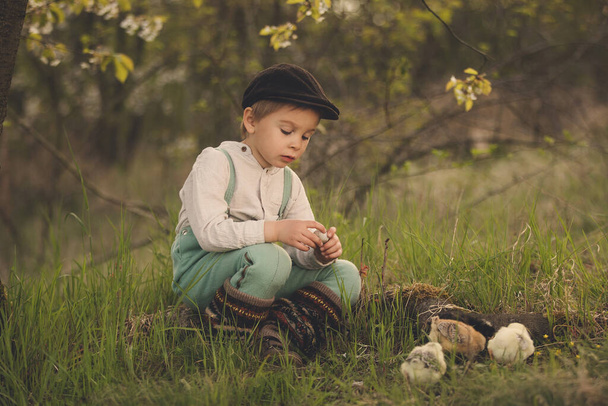 Beautiful toddler boy, child in vintage clothing, playing with little chicks in the park under blooming tree in garden, outdoors on sunset - Foto, afbeelding
