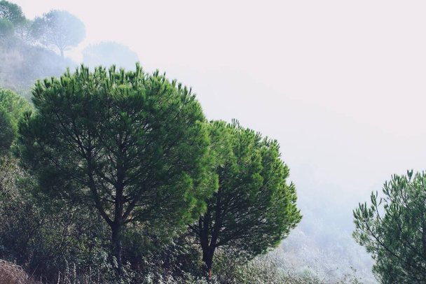 Stone pines (Pinus pinea) enveloped in morning mist. Pine trees on the slope of the castle of Sanlucar de Guadiana, Huelva, Spain. - Foto, imagen