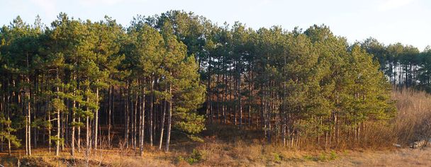 丘の上の松林水平方向のパノラマの自然背景. - 写真・画像