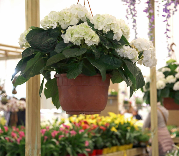 flowerpot with white flowers pendent for sale on the greenhouse - Foto, Imagem