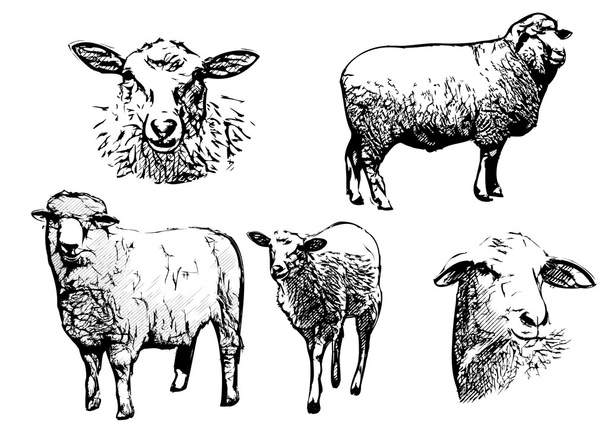 Illustrations vectorielles de moutons
 - Vecteur, image